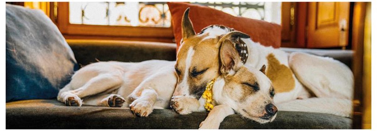 Dino panoramapuzzel Gump II - 150 stukjes karton educatief.