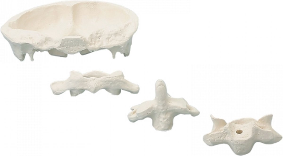 Head Articulations, 2 x enlargement