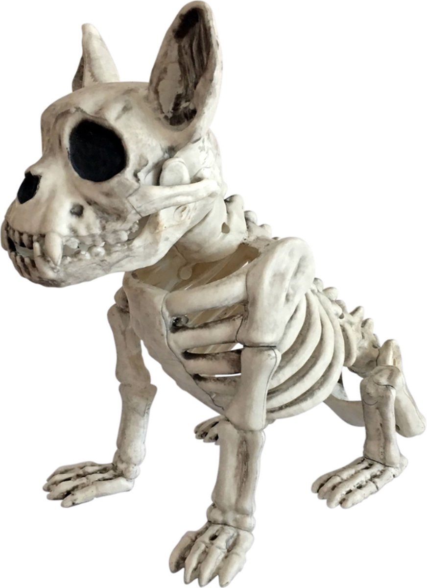 Skelet hond - 28 cm
