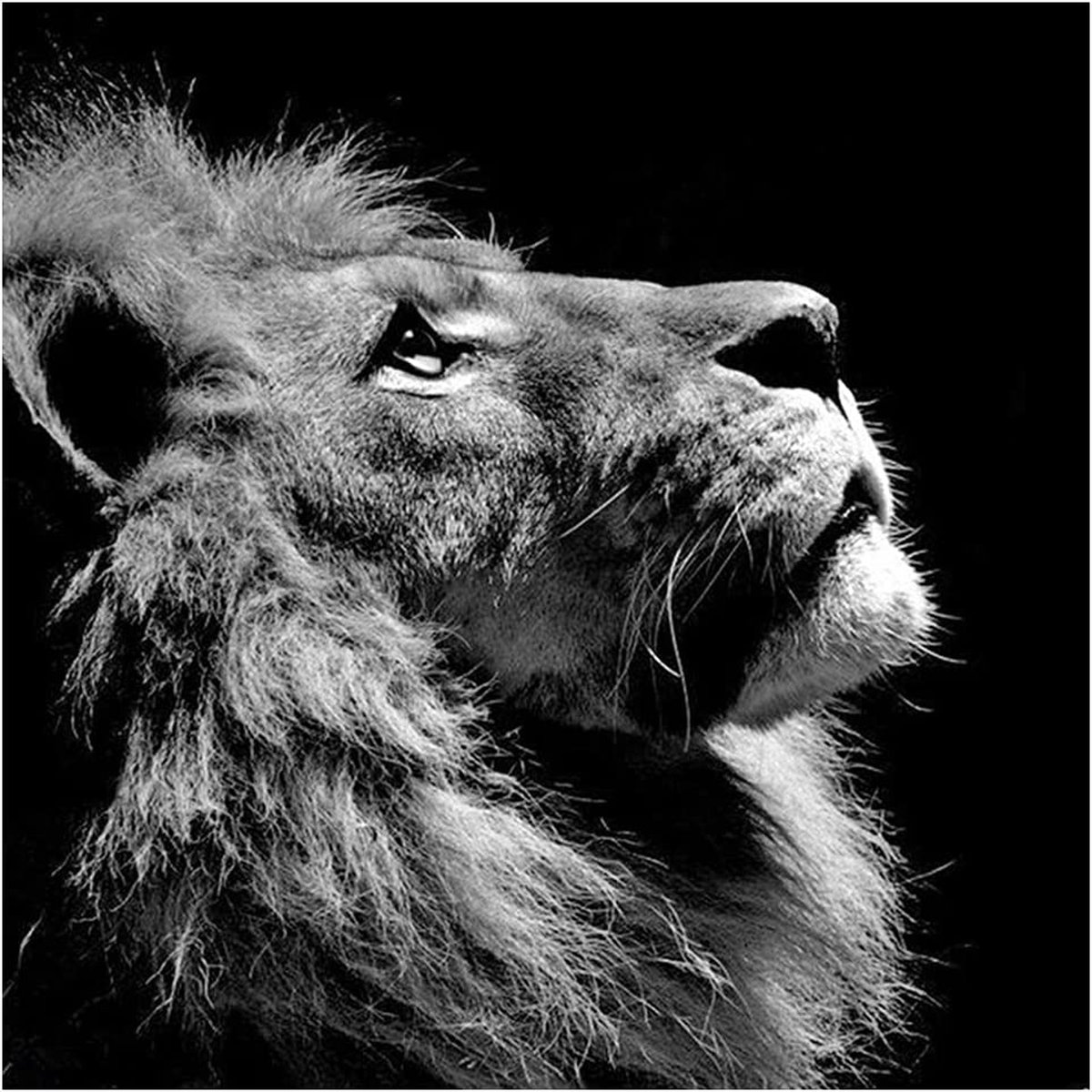 DIAMOND PAINTING Leeuw (40 X 40 CM)