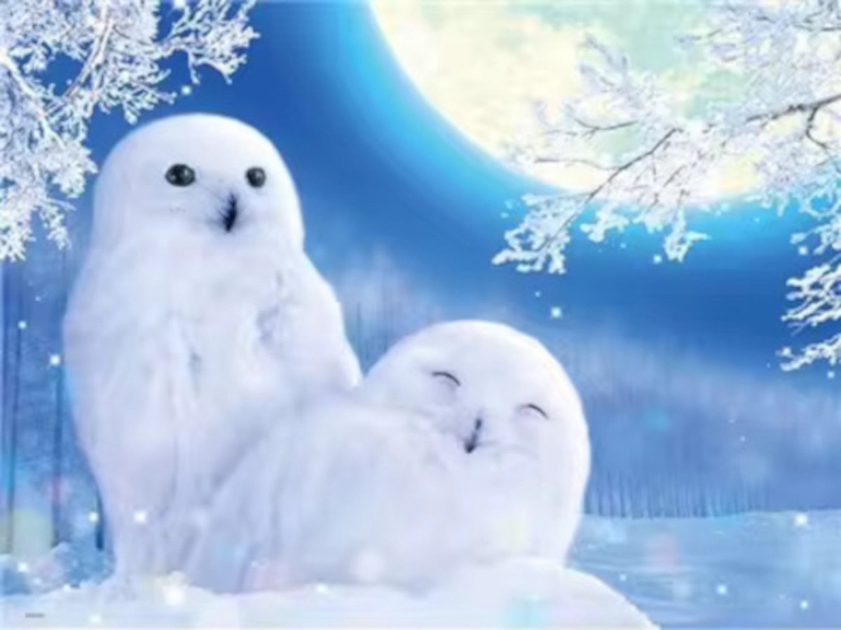 Diamond painting Winter sneeuwuil 30x40cm vierkante steentjes