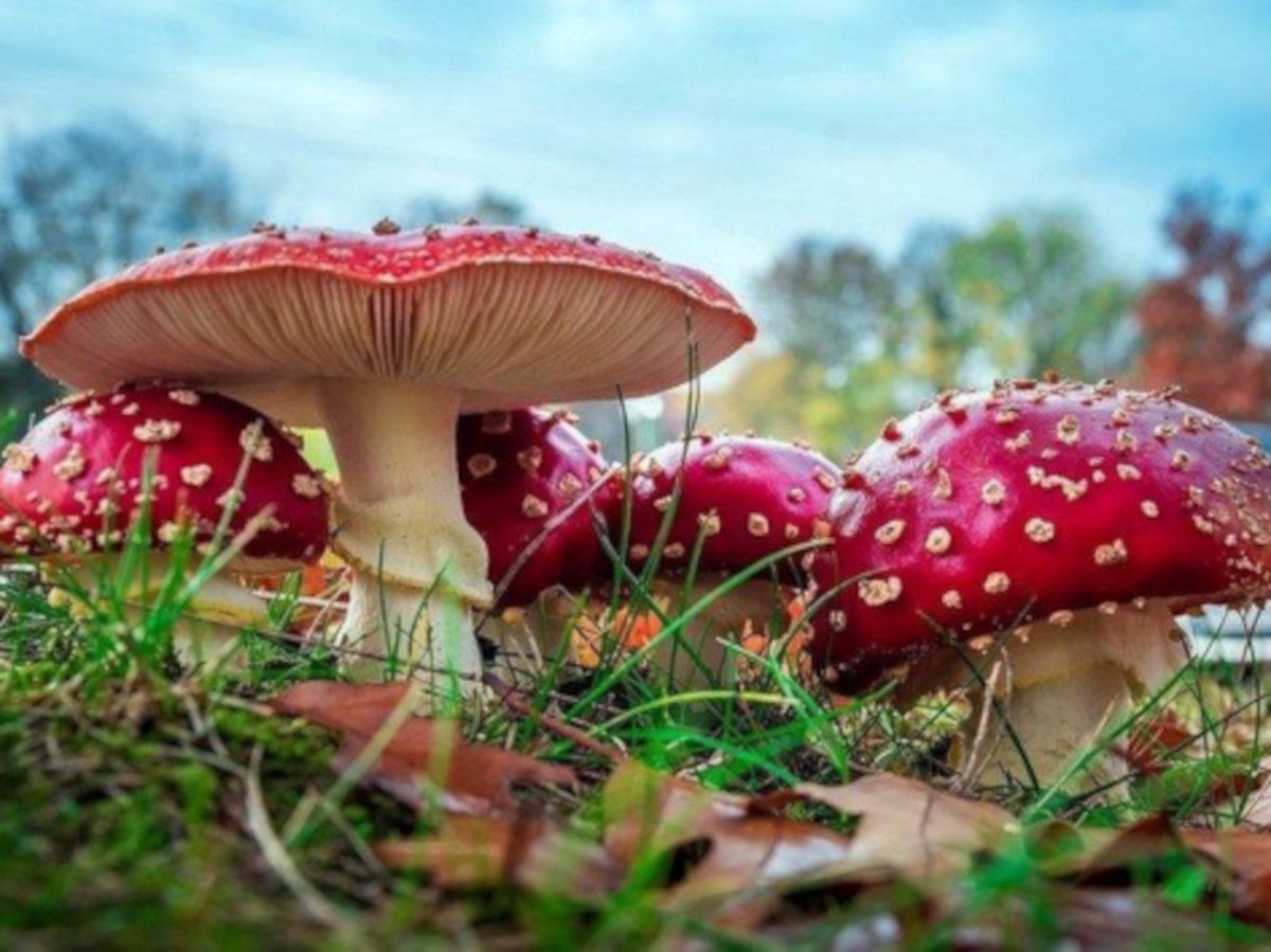 Diamond painting herfst paddenstoel vliegenzwam 30x40cm vierkante steentjes