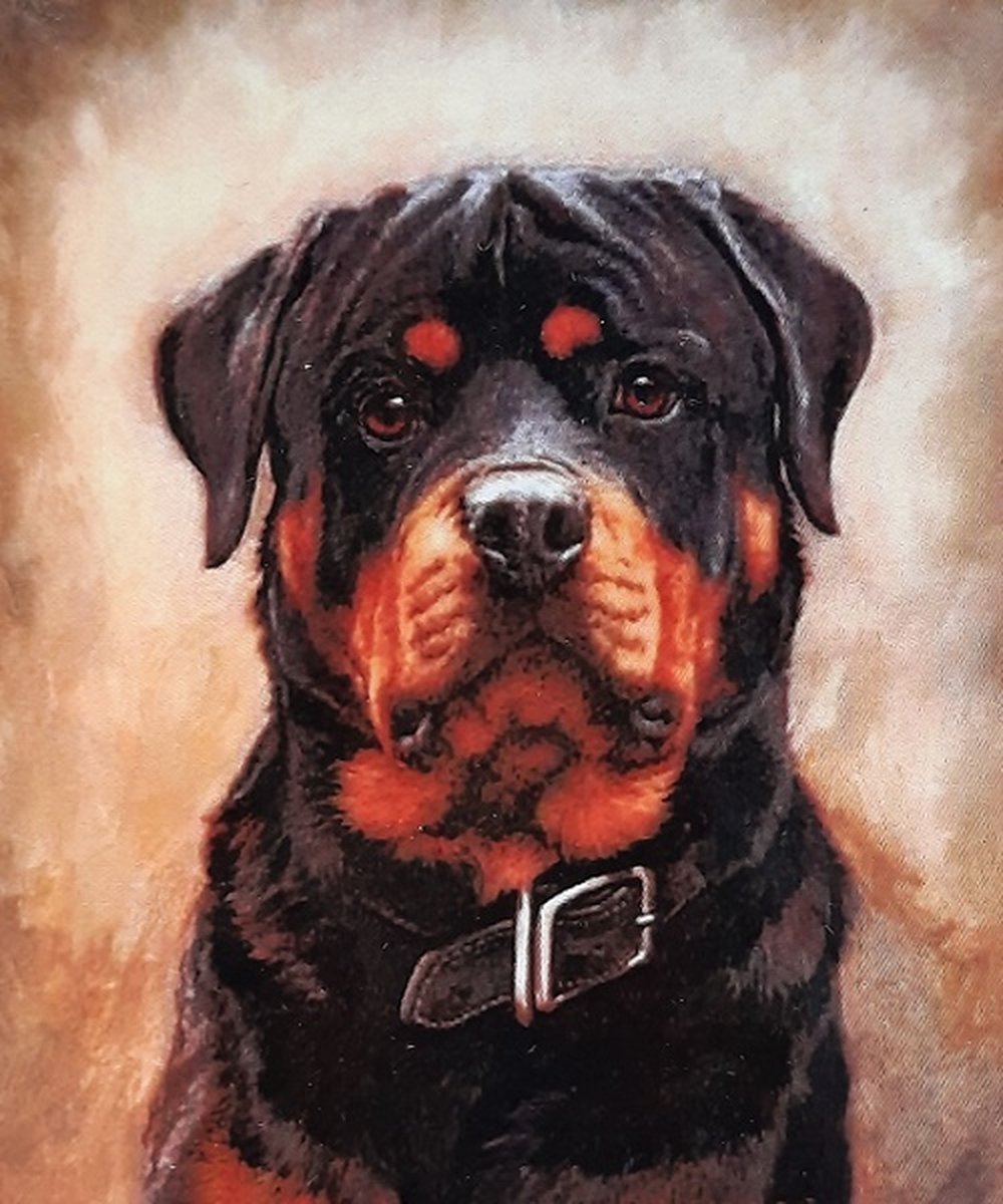 Diamond painting rottweiler 40 x 50 cm volledige bedrukking ronde steentjes direct leverbaar hond rott weiler - dog - zeer mooie afbeelding