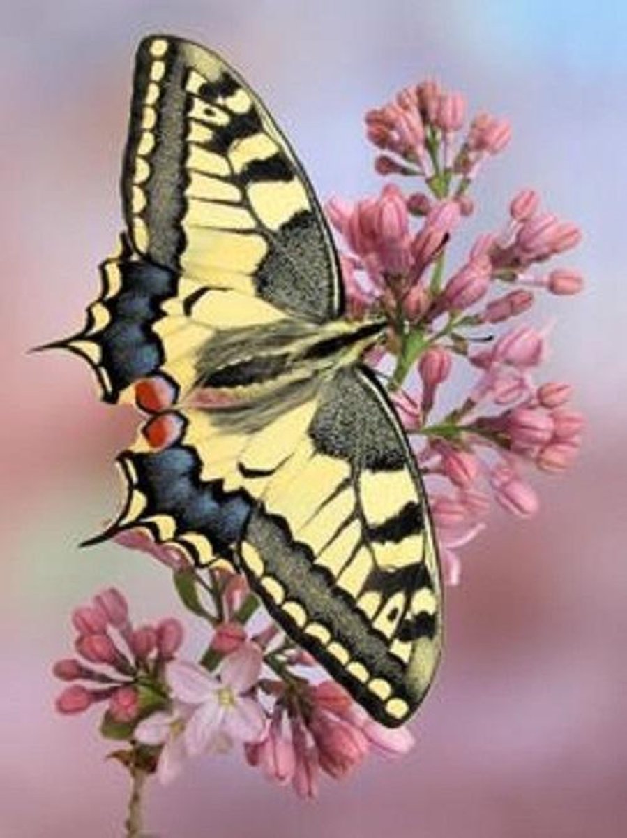 Diamond painting vlinder groot  40 x 50 cm volledige bedrukking ronde steentjes direct leverbaar - butterfly - vlinder - bloem - uniek - zeer mooi