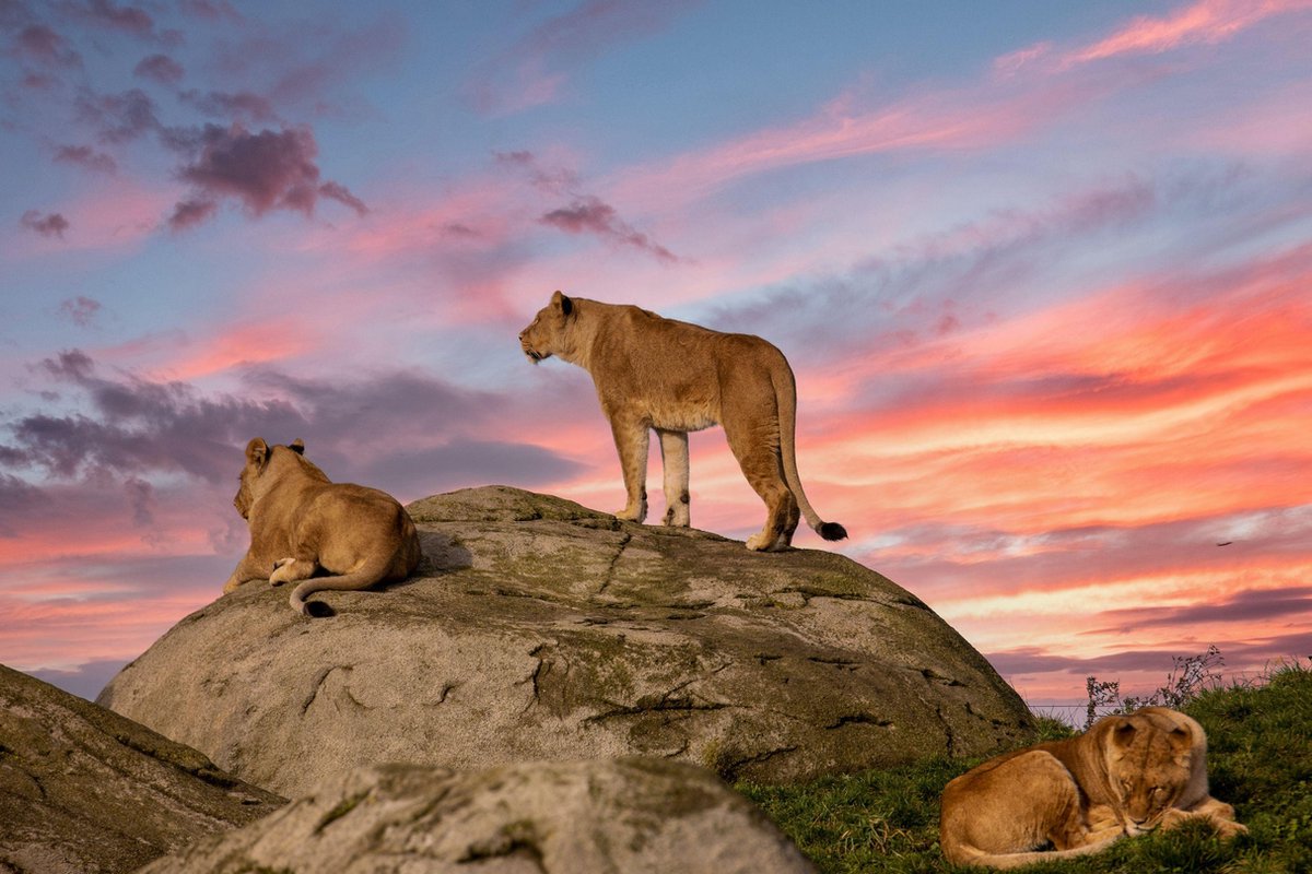Diamond Painting - Leeuw - Diamond Painting Pakket Dieren - Hobbypakket - Vierkante Steentjes - 30 x 40 cm
