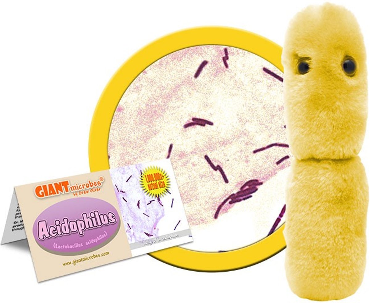 Acidophilus (lactobacillus acidophilis)