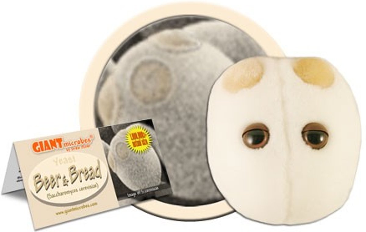 Beer & Bread yeast (saccharomyces cerevisiae)