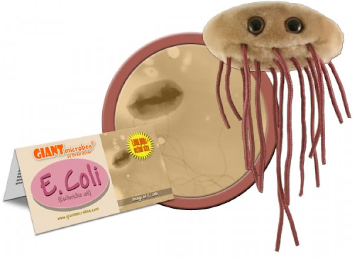 E. Colli (Escherichia Coli)