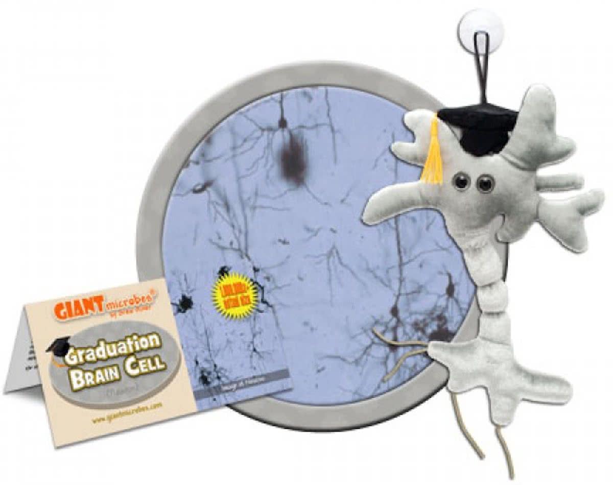 Graduation Brain Cell (Neuron)