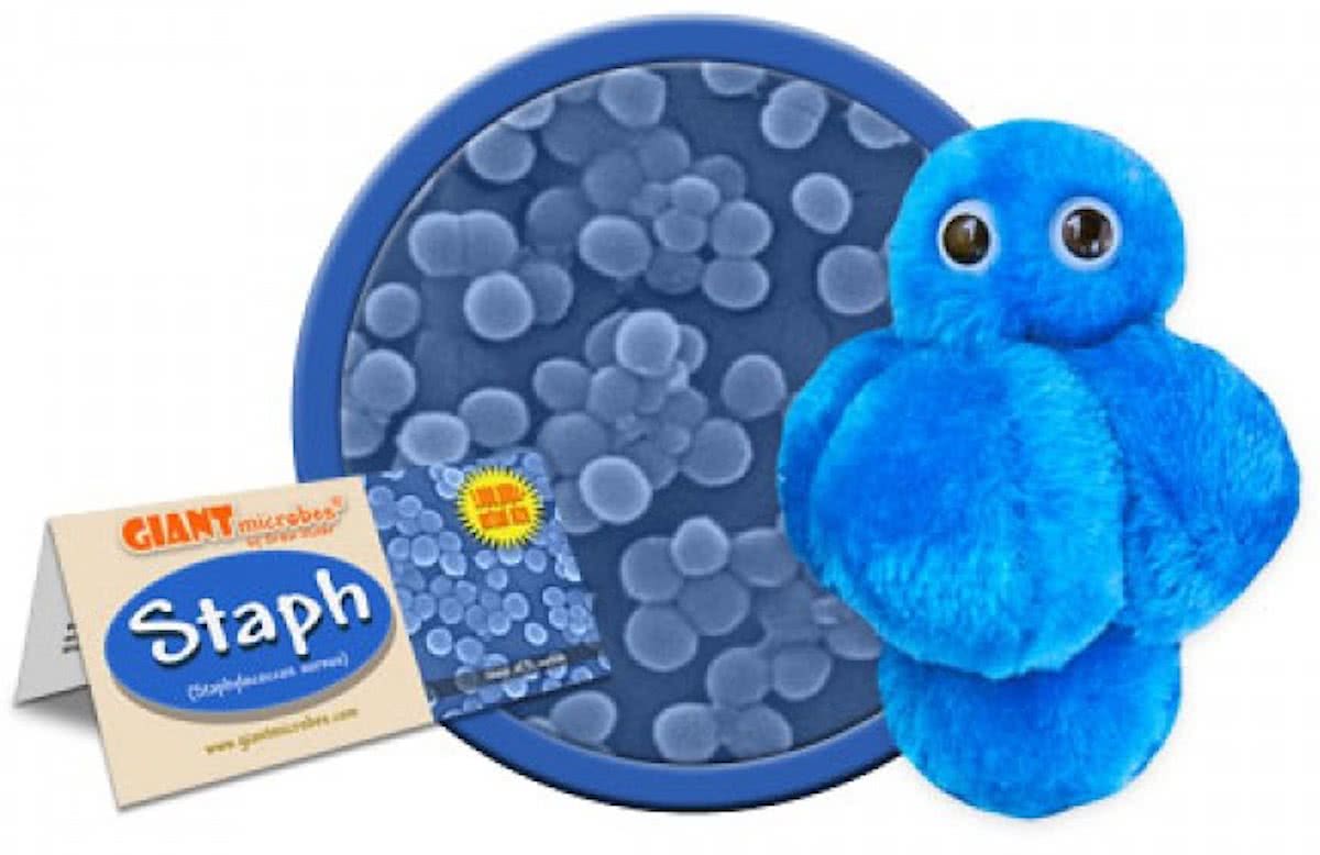 Staph (Staphylococcus Aureus)