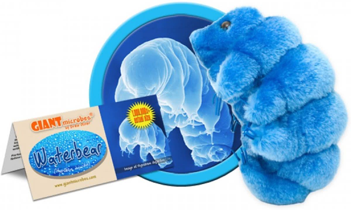 Waterbear (Hypsibius Dujardini)