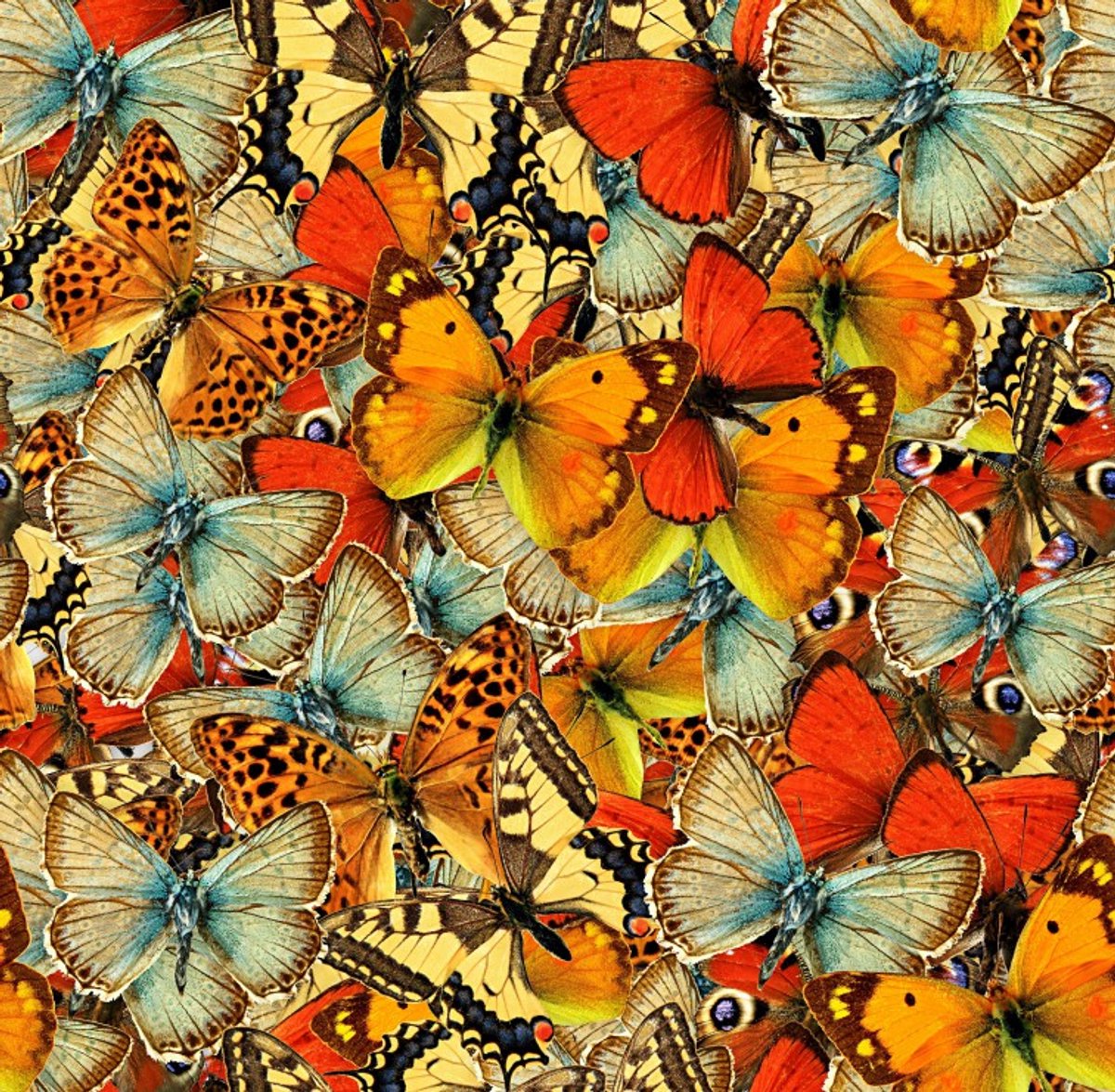 Grafika puzzel vlinders 1000 stukjes kleurrijk legpuzzel.