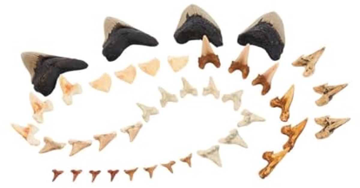 Guidecraft speelgoed Super Shark Teeth set - 40 stuks - educatief.