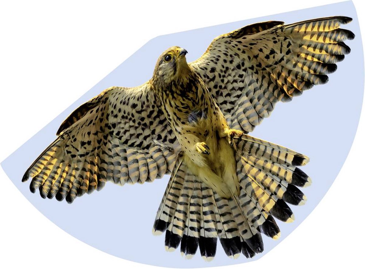 Günther Flugspiele Eenlijns Vlieger Valk Spanwijdte 920 mm Geschikt voor windsterkte 3 - 6 bft