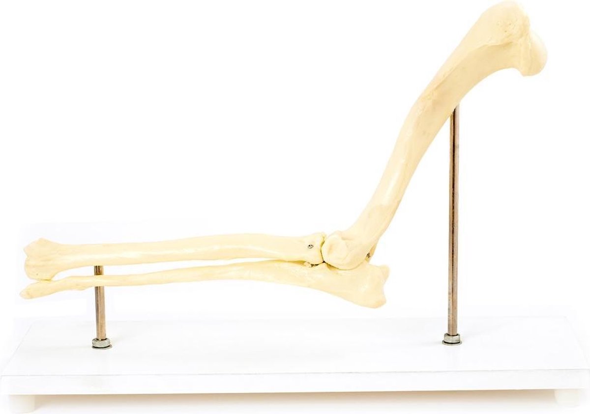 Anatomie model elleboog hond, 23x30x16 cm