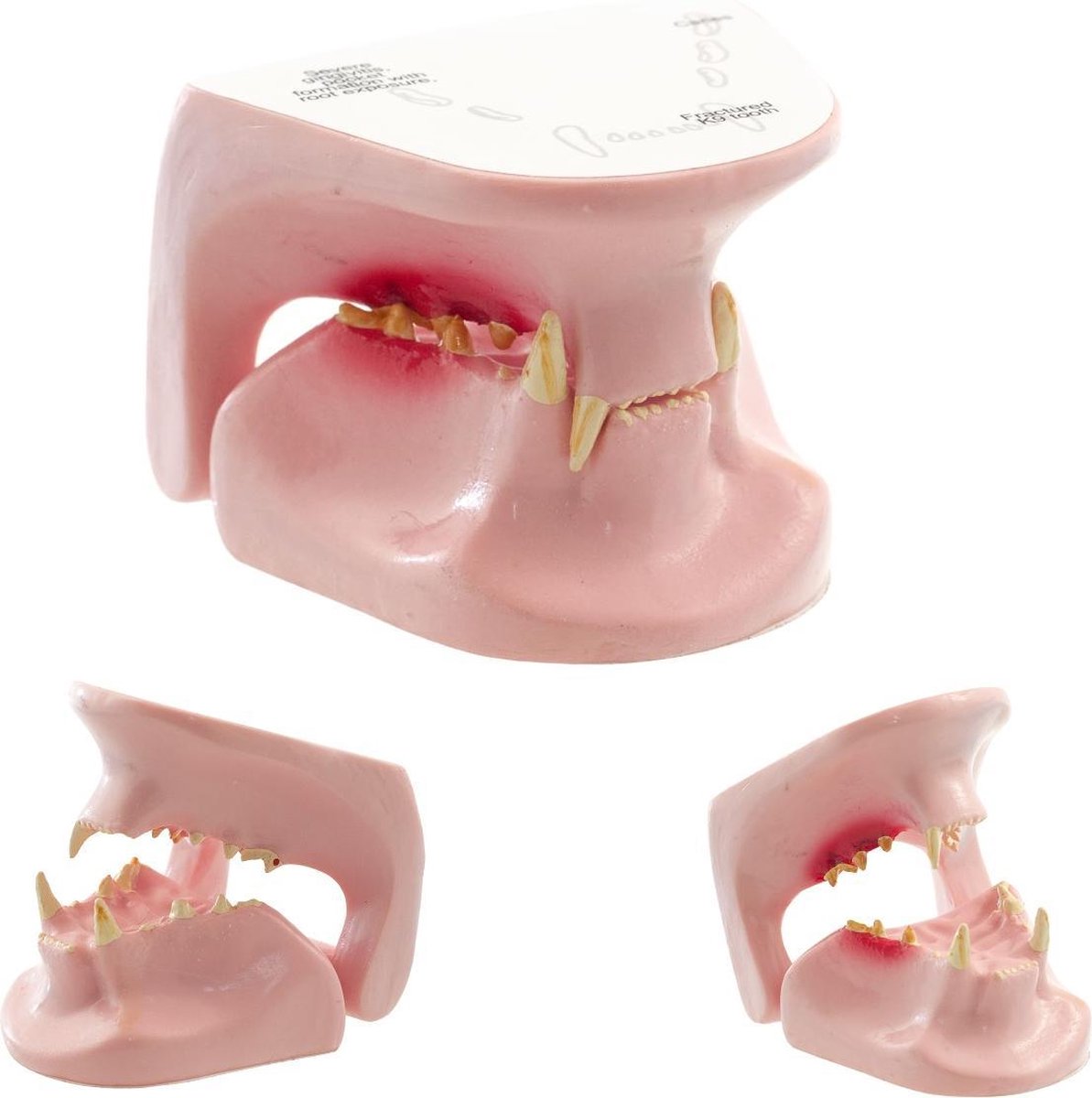 Anatomie model kattenkaak, 6x5x6 cm