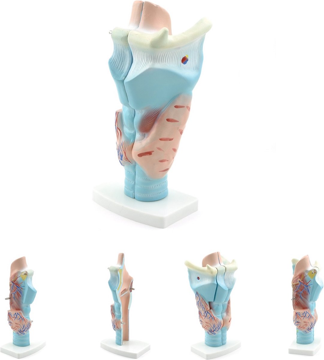 Anatomie model strottenhoofd, 3-delig, 11x24x8 cm