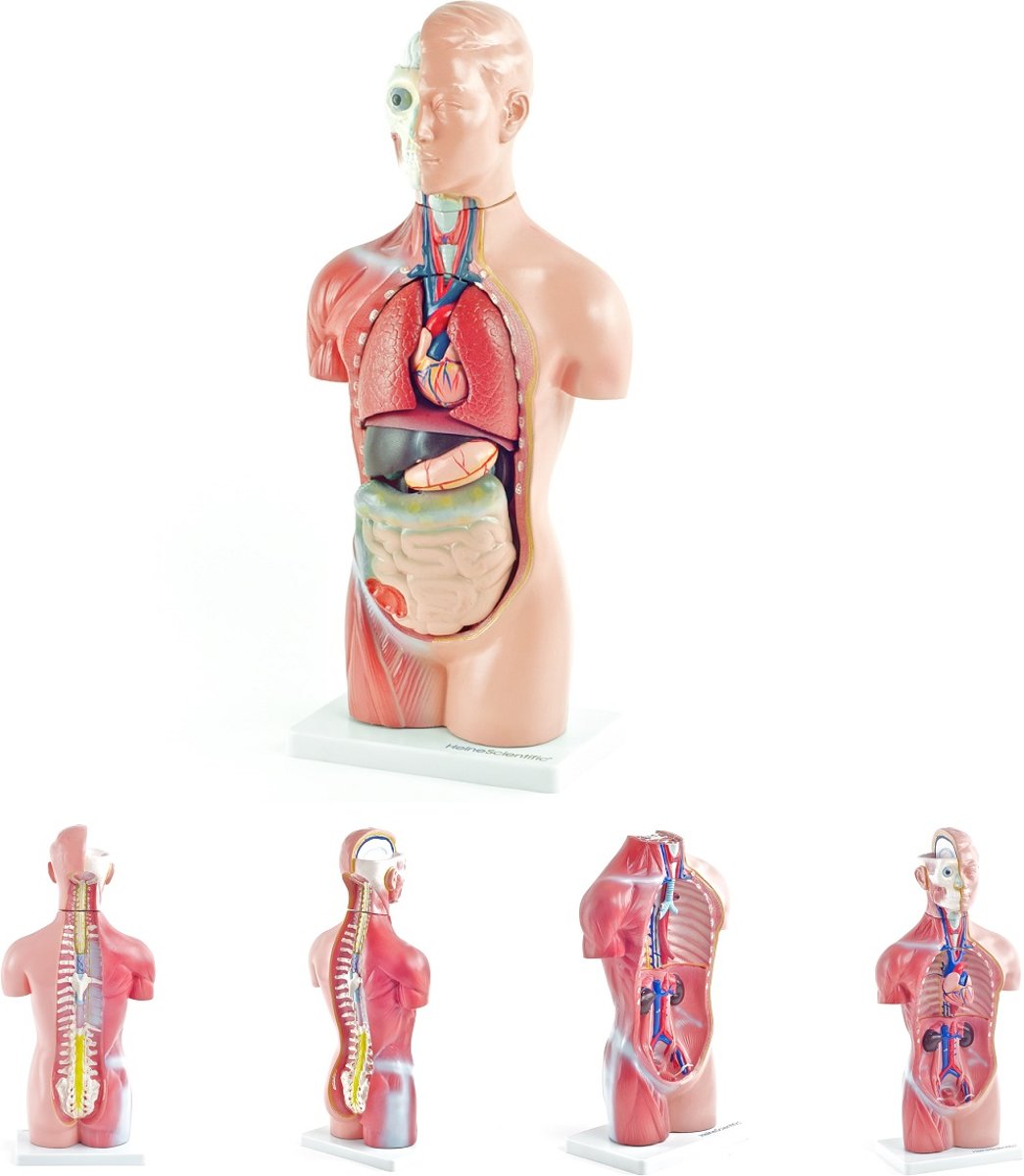 Het menselijk lichaam - anatomie model torso / organen (18-delig - 42 cm)
