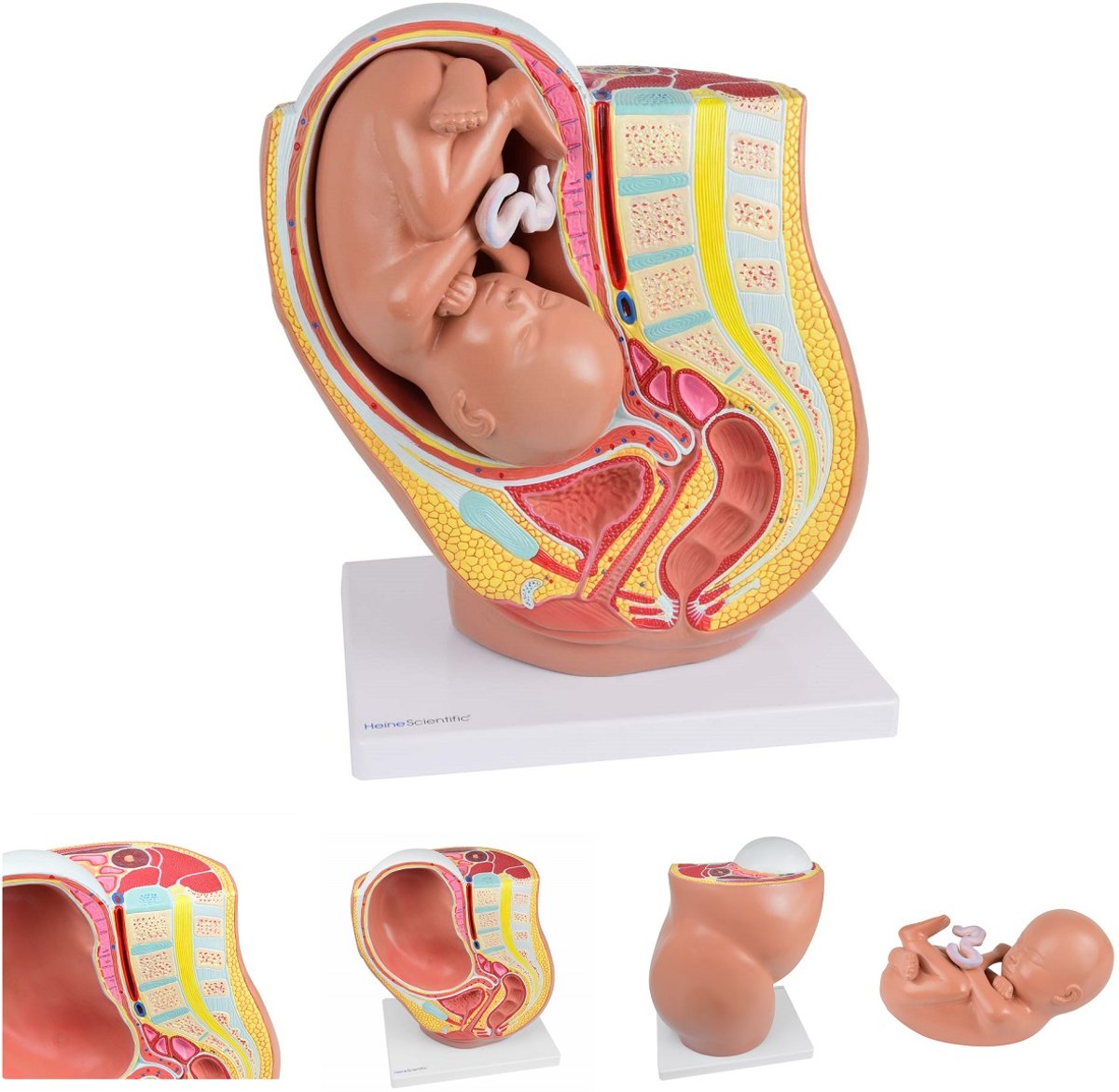 Het menselijk lichaam - anatomie model zwangerschap (40 weken)