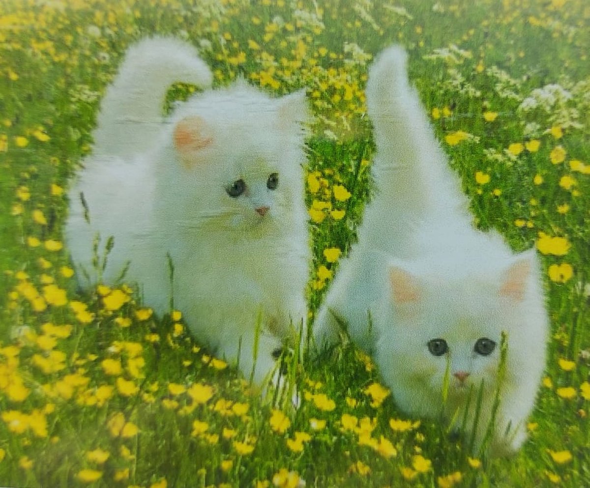 Diamond painting 40 x 50 CM canvas - 43.5 x 32.5 painting - 5D - witte kitten