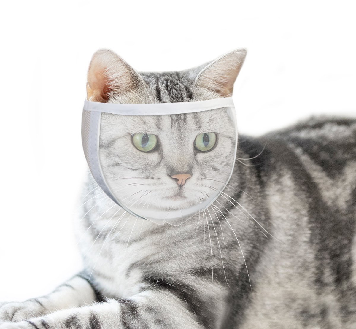 Kattenmuilkorf voor trimmen en behandeling