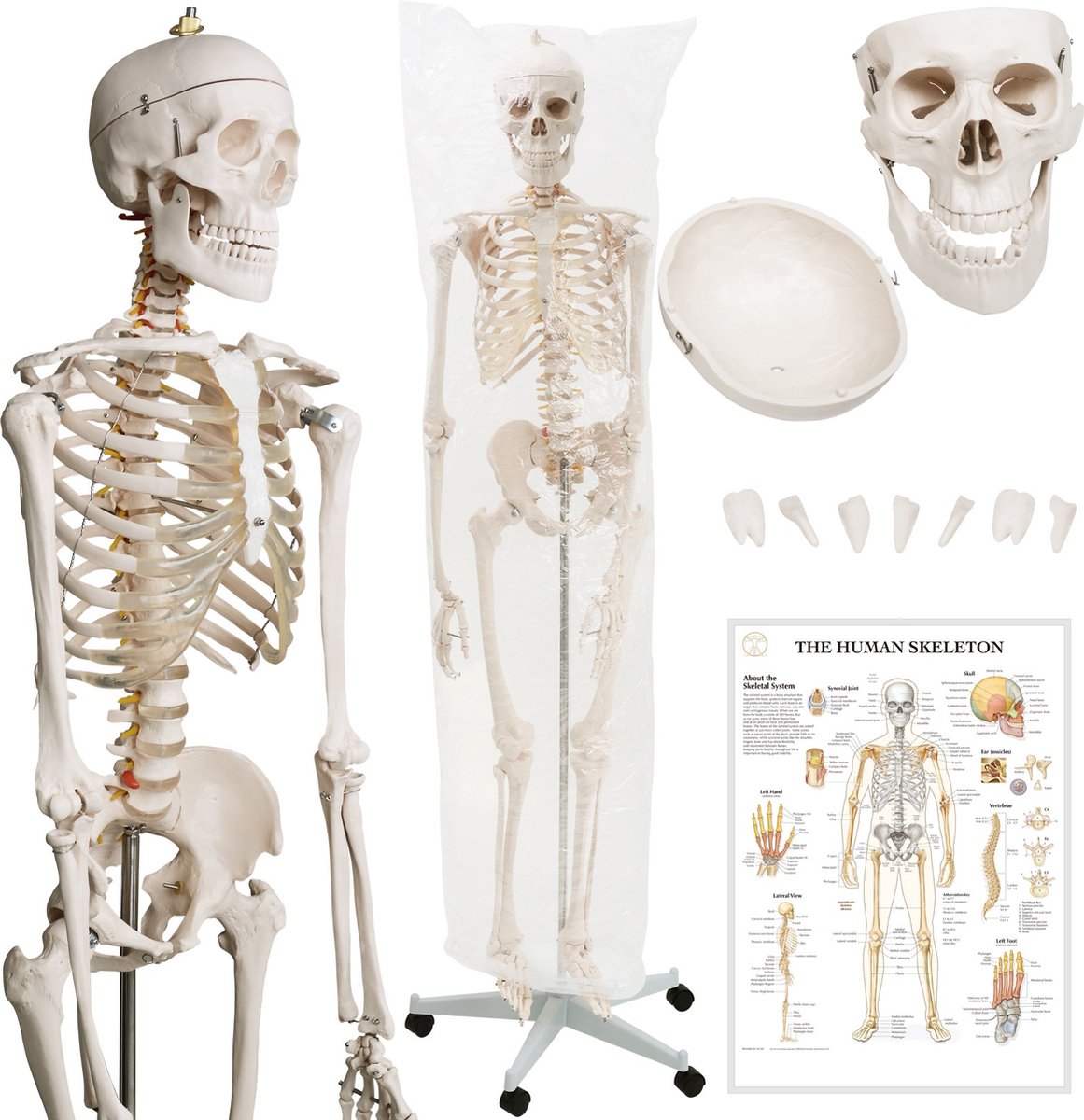 Jago - Levensgroot Menselijk Anatomie Skelet - 181,5cm - Medisch Model - Mobiel door middel van Wieltjes