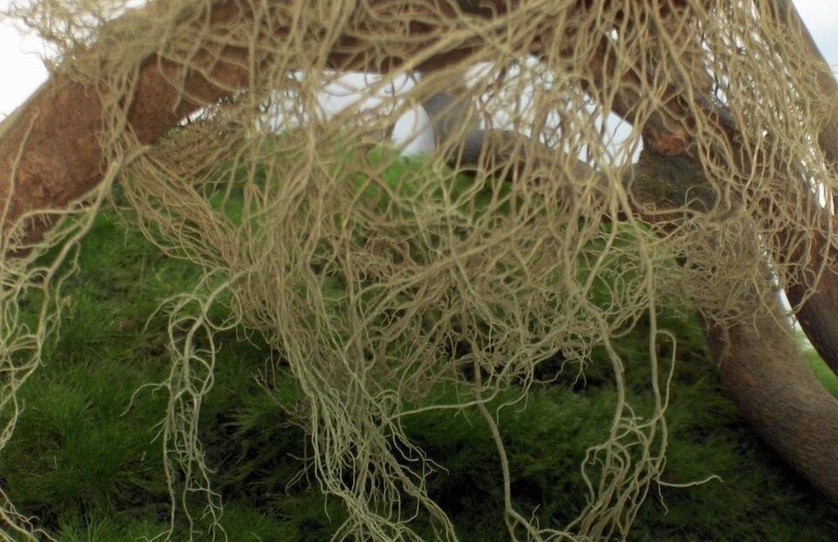 JoeFix - FINE JUNGLE BUSH/ CREEPER - modelbouwsets, hobbybouwspeelgoed voor kinderen, modelverf en accessoires