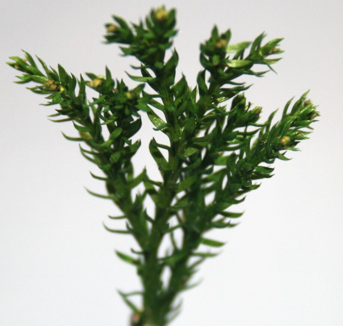 JoeFix - JUNGLE BUSH II - modelbouwsets, hobbybouwspeelgoed voor kinderen, modelverf en accessoires