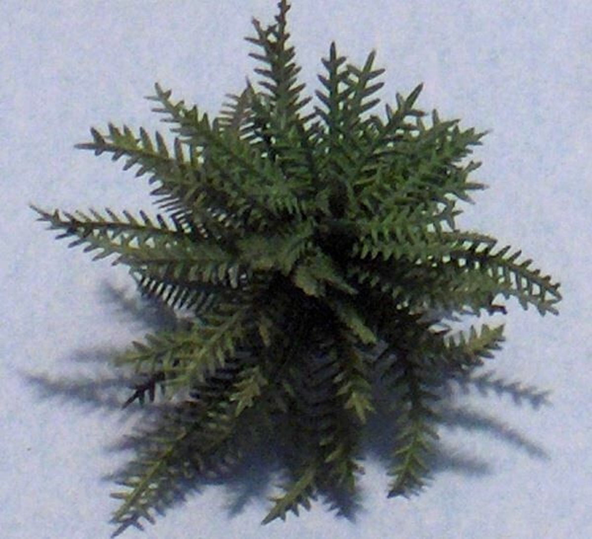 JoeFix - NAM PALM - modelbouwsets, hobbybouwspeelgoed voor kinderen, modelverf en accessoires