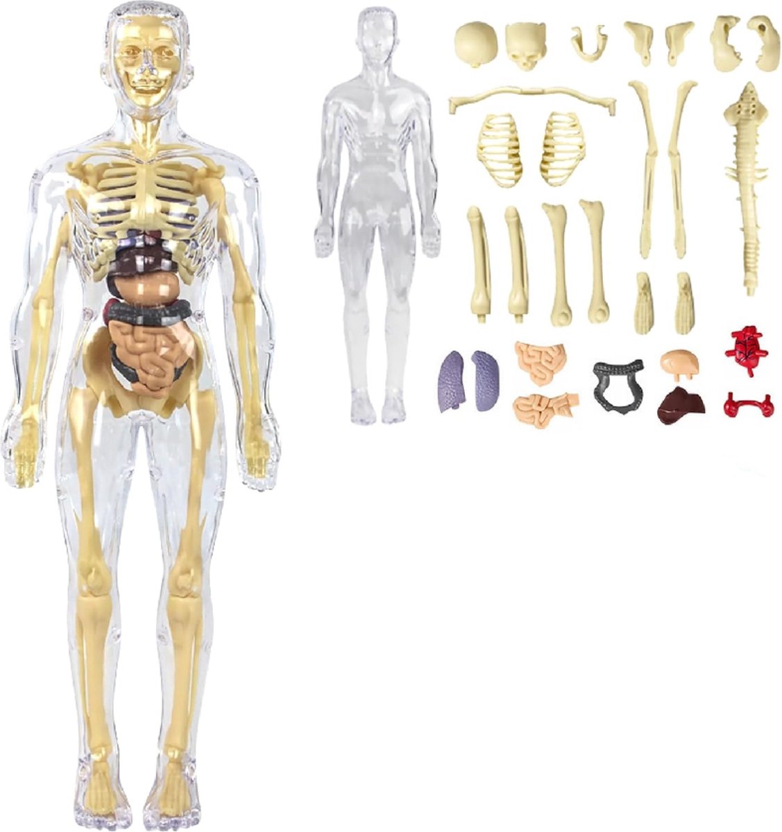 Jojoy - Anatomie Model - Skelet Model - Anatomie Skelet - Menselijk Lichaam - Anatomisch Model - Biologie - FLESHTOPIA