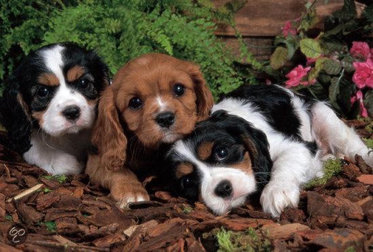 Drie Puppies