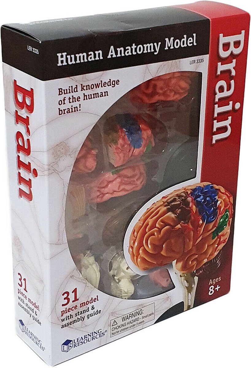 Anatomie model - De hersenen