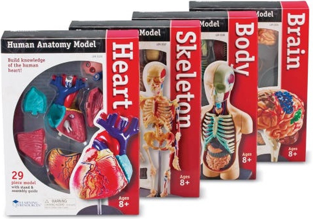 Anatomie modellen, complete set (4 modellen)