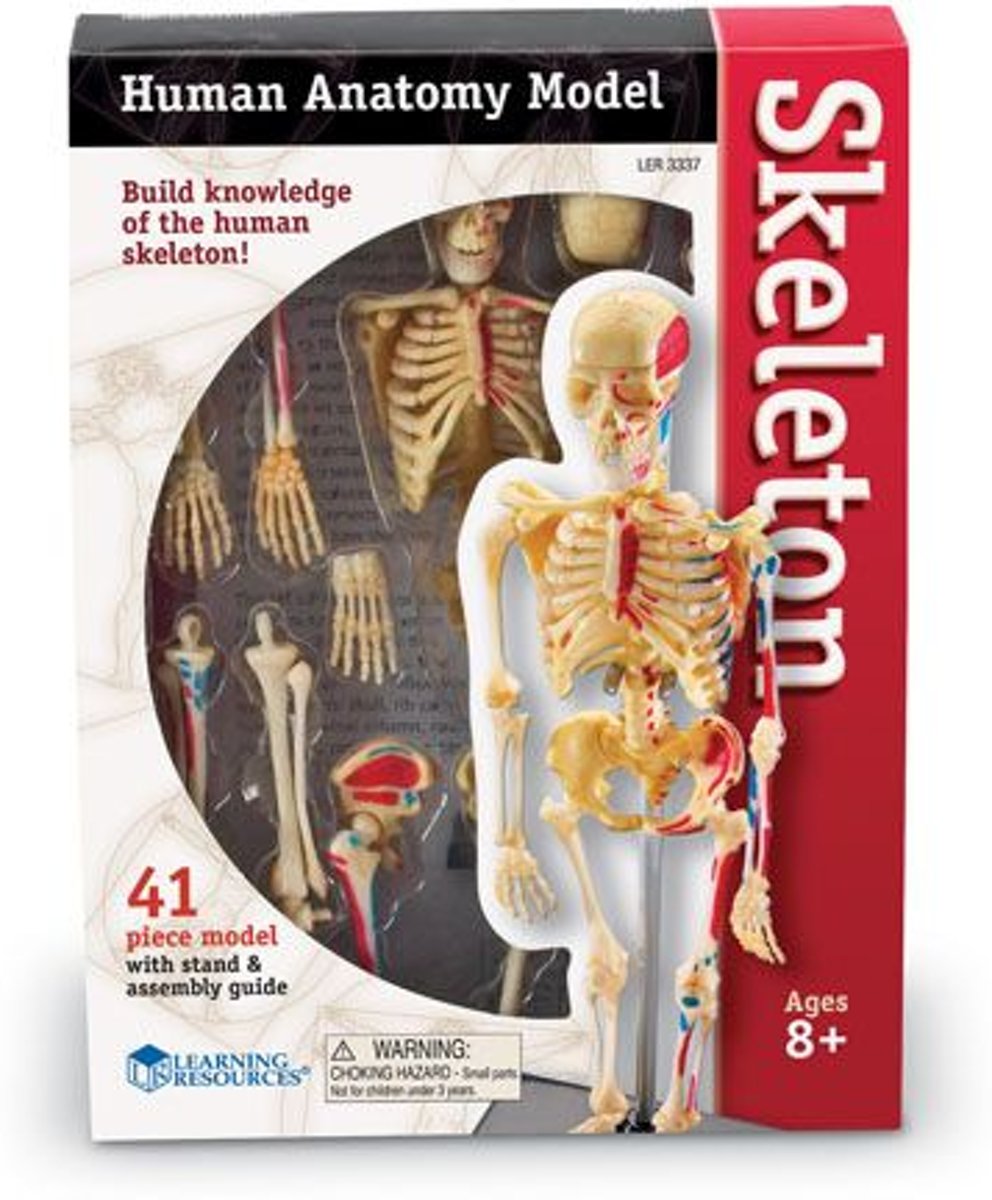 Human anatomy model - menselijke anatomie model - het skelet