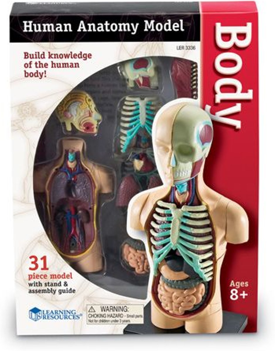 Human body - menselijke anatomie set - het lichaam/de torso