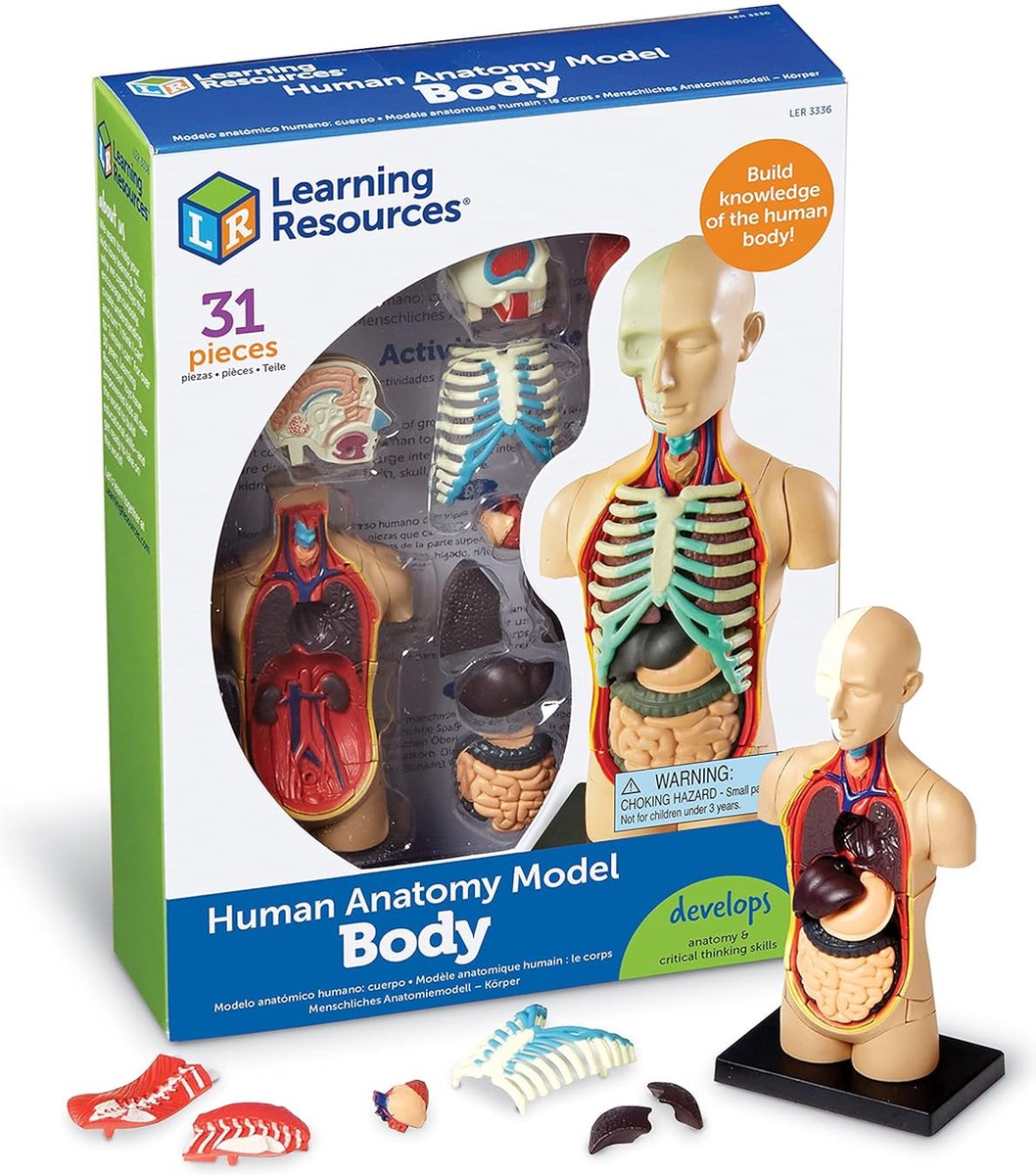 Learning Resources Menselijk Anatomie Model Menselijk Lichaam 31-Stuk Set