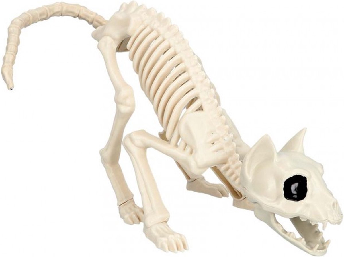 Skelet kat 51 cm
