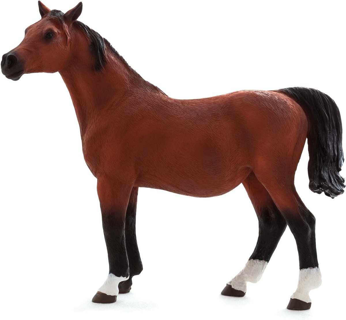 Arabian Mare in Foal