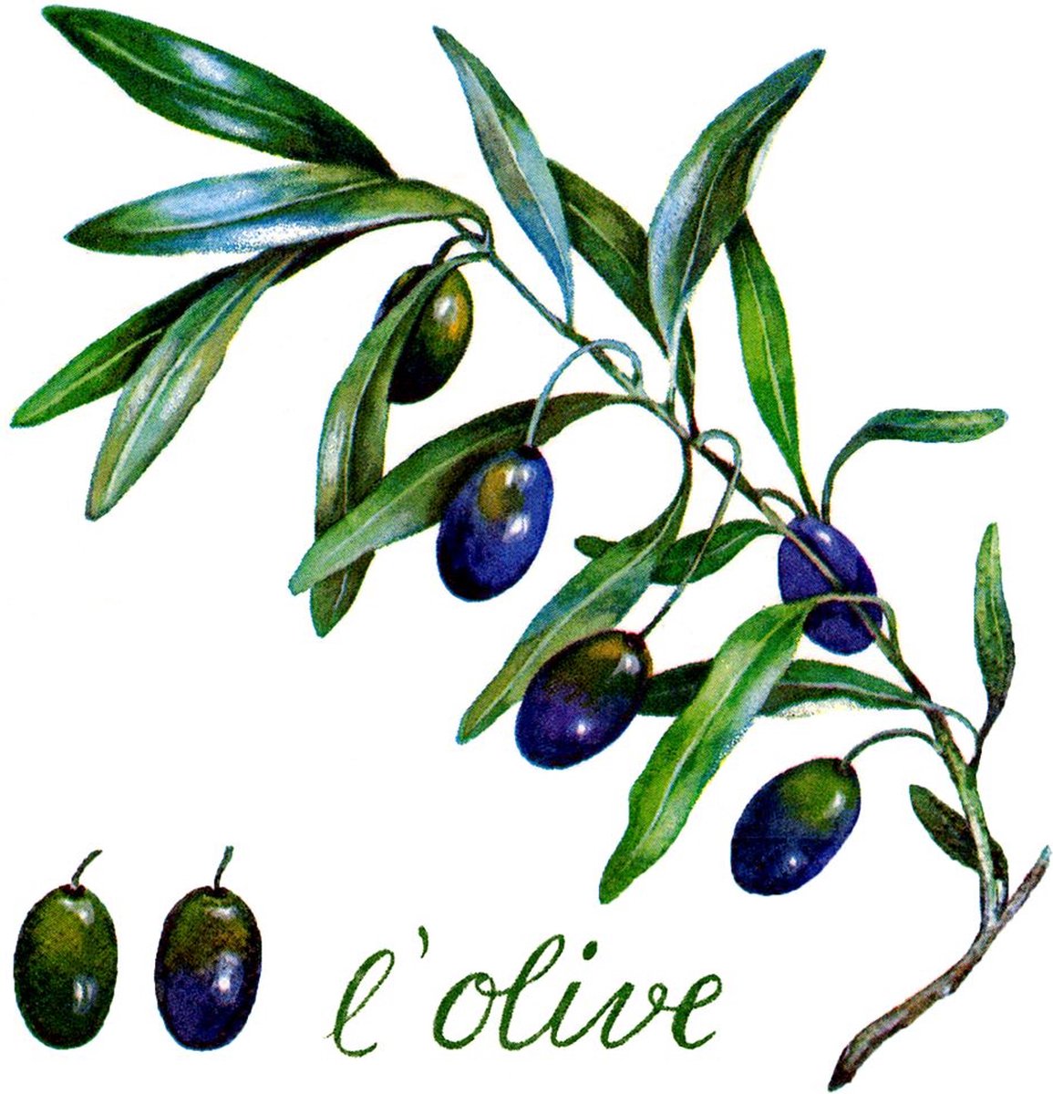 Servetten 33x33cm 20 stuks A.L.C. LOlive