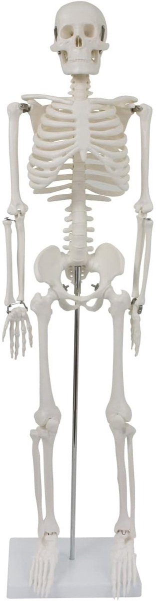 Anatomie model menselijk skelet, 87 cm