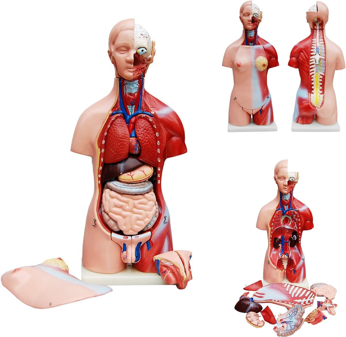 Anatomie model torso met organen, tweeslachtig, 23-delig, 45 cm