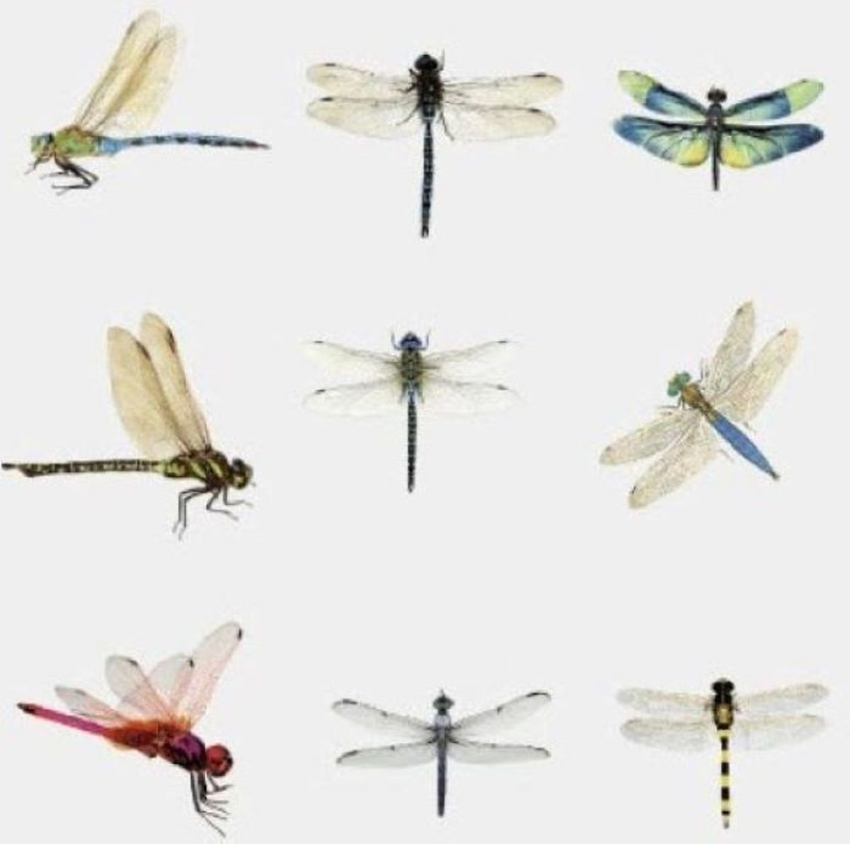 Stickerset Libelle - 30 stuks - Stickers Libellen