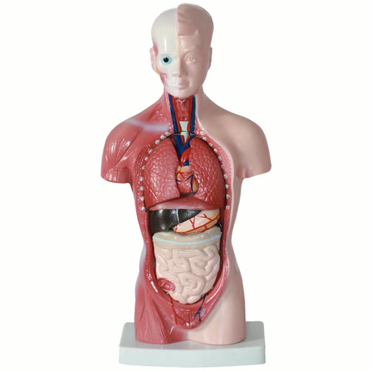 Nixnix® - Anatomisch model - 26cm - Bovenlichaam - Menselijk lichaam