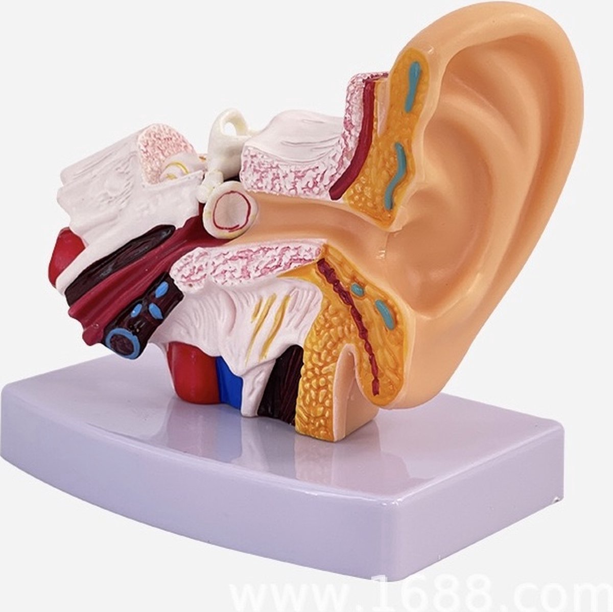 Nixnix® - Anatomisch model Oor - 12cm - 1,5x vergroot - Menselijk lichaam - Educatief - Biologie - Anatomie