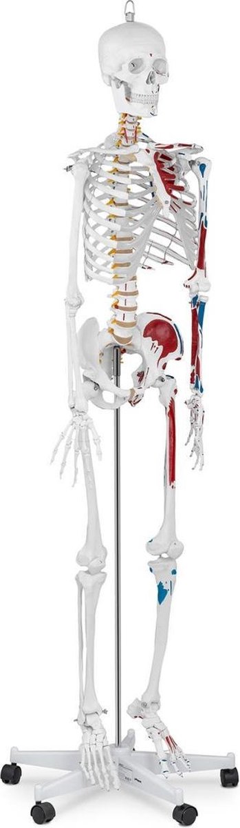 Physa Anatomisch model menselijk skelet PHY-SK-2 - levensgroot