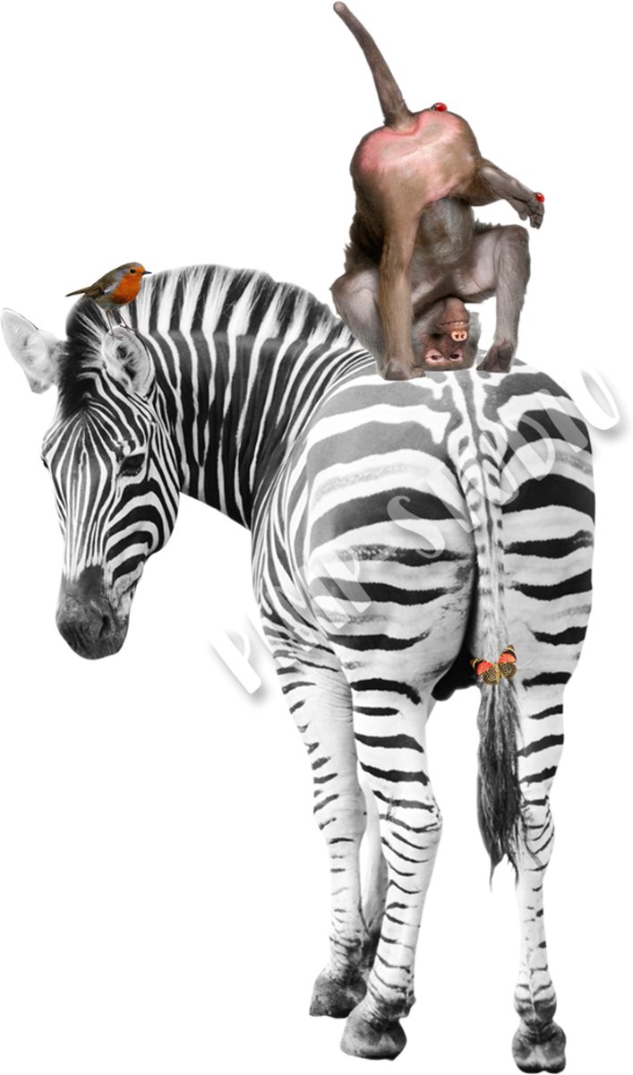 Strijkapplicatie Zebra