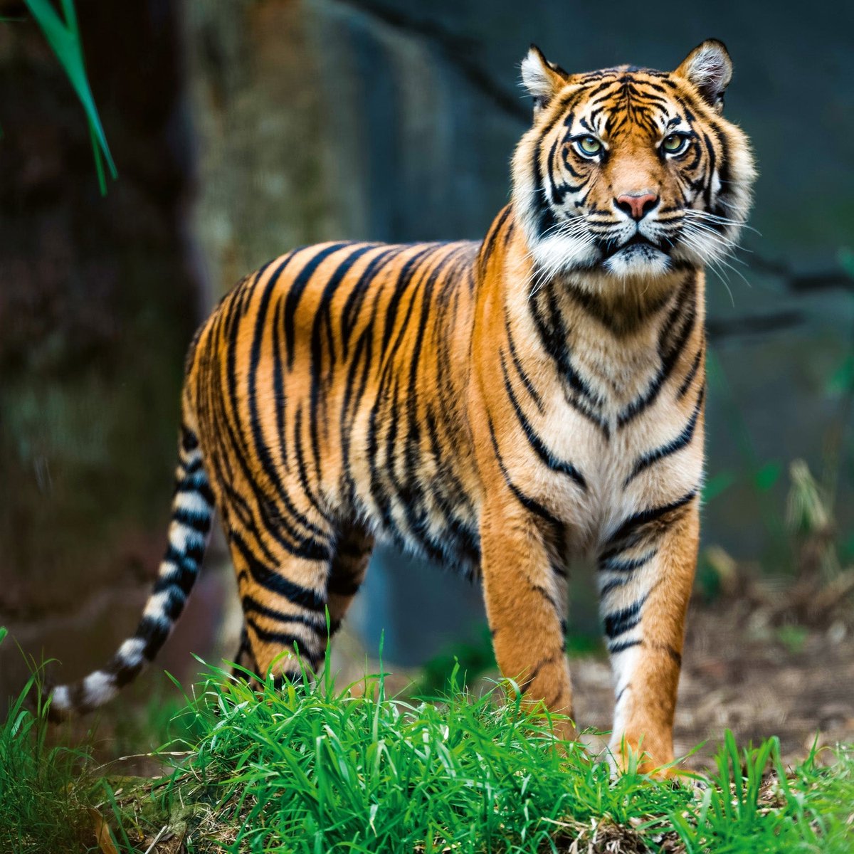 Bedreigde Dieren Kalender 2026