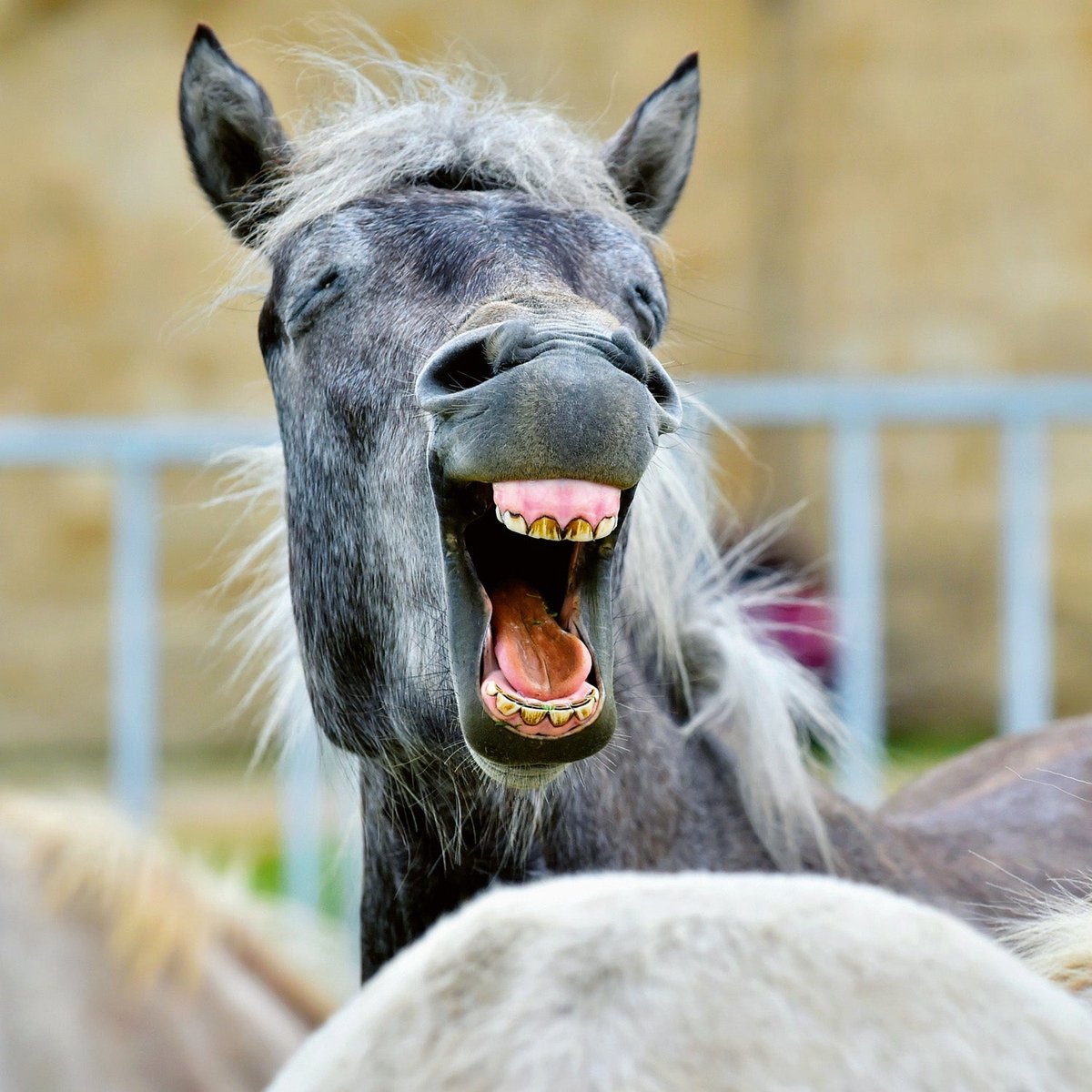 Keep Smiling Kalender 2026