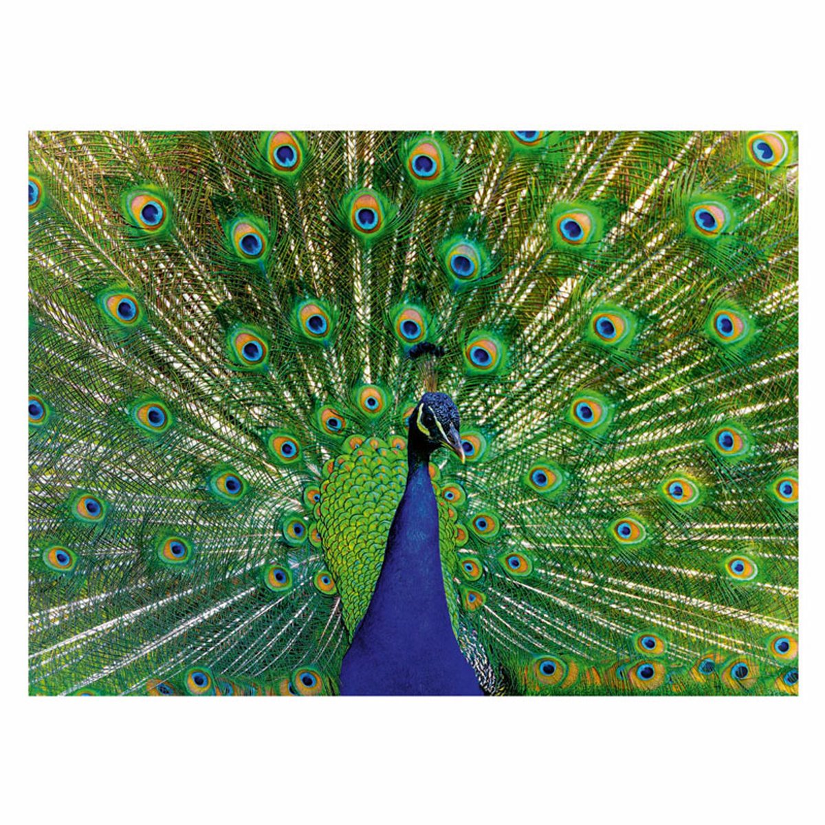 Peacock