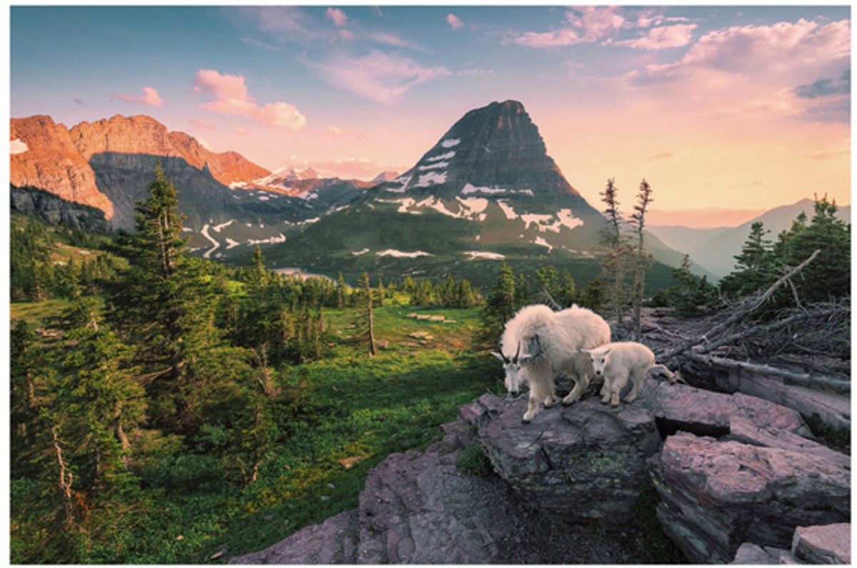   puzzel Alpine geit met jong - Legpuzzel - 3000 stukjes